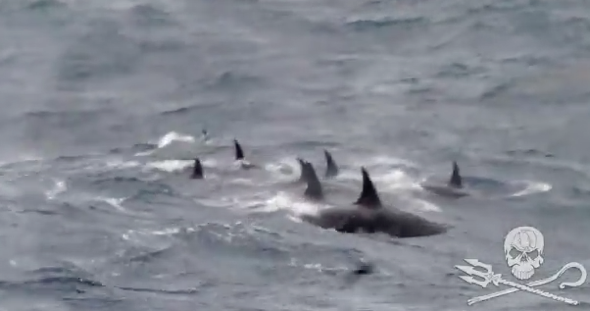 Rare species of killer whale caught on video