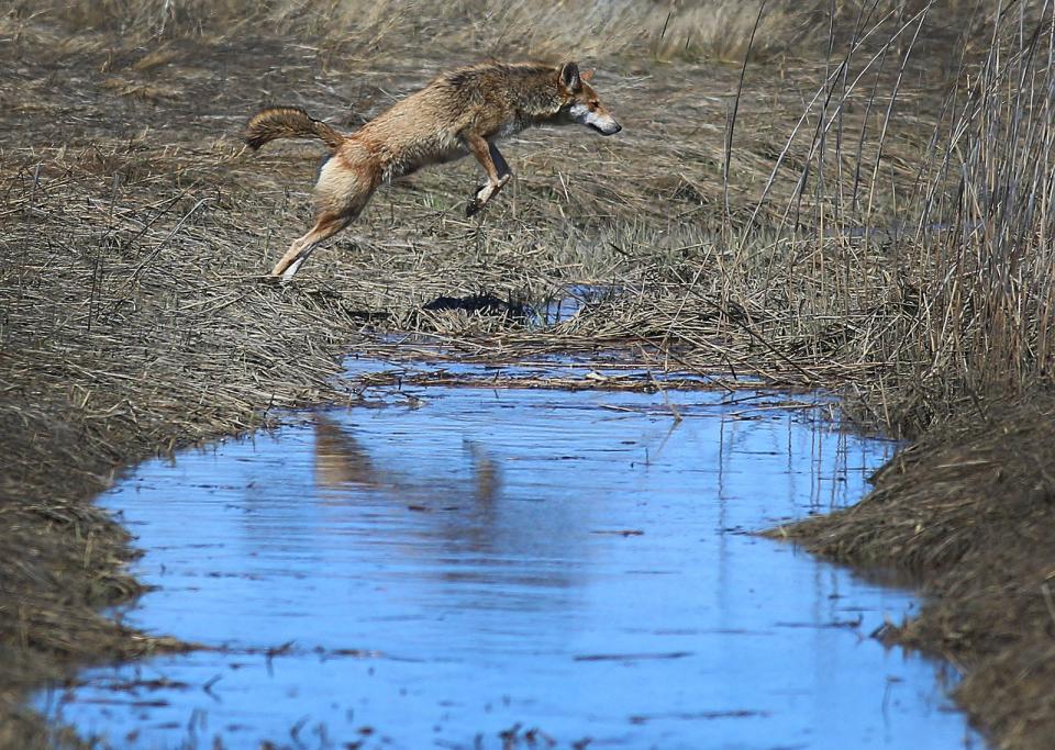 A coyote jumps over a puddle in Marshfield on Wednesday, April 20, 2022.