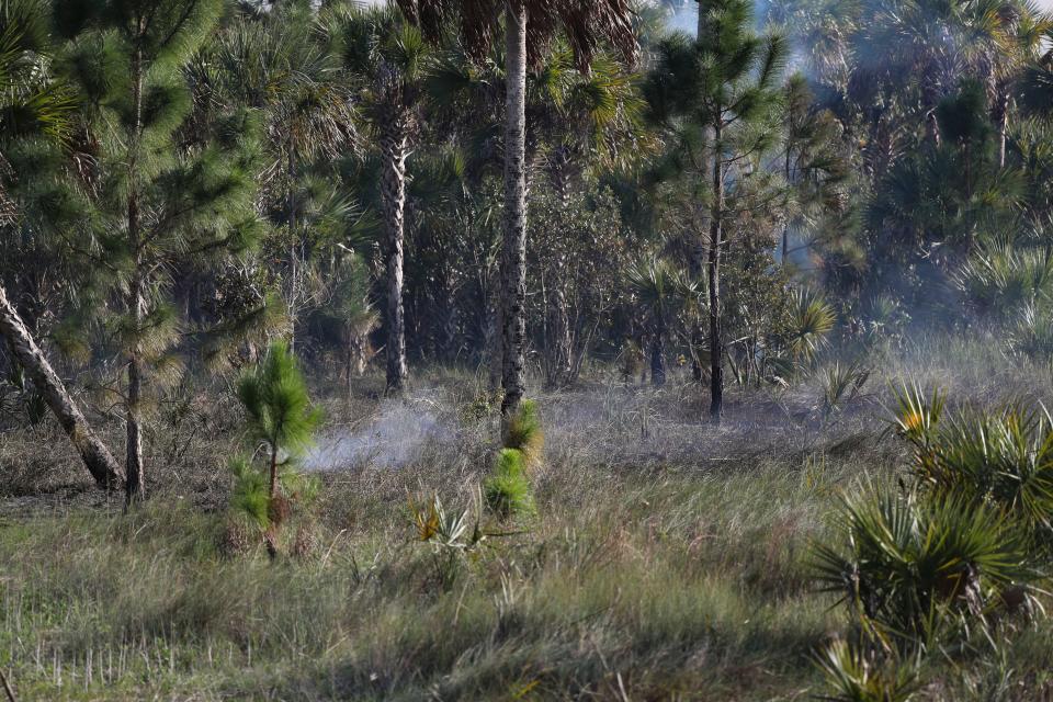 The Florida Forest Service conducts a 33,000 acre prescribed burn at Picayune Strand State Forest in Collier County on Monday, Dec. 19, 2022.
