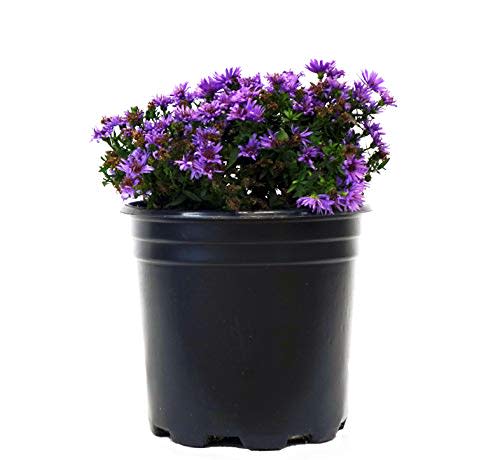 Green Promise Farms s Woods Aster Live Shurb Plant, 2 Size Container, purple flower