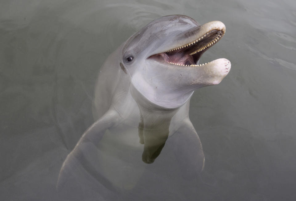 FILE - In this July 3, 2013 file photo, an Atlantic bottlenose dolphin named Tanner is shown during a demonstration at the Dolphin Research Center on Grassy Key in Marathon, Fla. The Dolphin Research Center in Marathon offers hands-on training in the care of marine mammals for would-be professional caregivers and trainers. But the center also welcomes visitors daily offering narrated presentations every half-hour with the opportunity to observe the center’s dolphins and sea lions. (AP Photo/Wilfredo Lee, File)