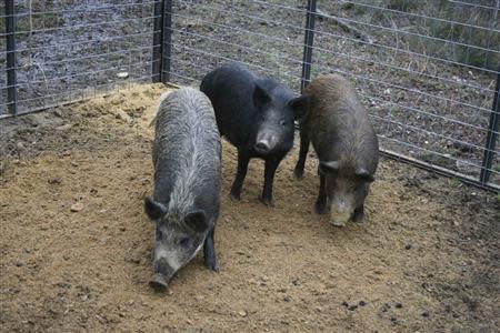 Feral swine are pictured in this undated handout from the U.S. Department of Agriculture, Animal and Plant Health Inspection Service. REUTERS/USDA APHIS/Clint Turnage/Handout via Reuters