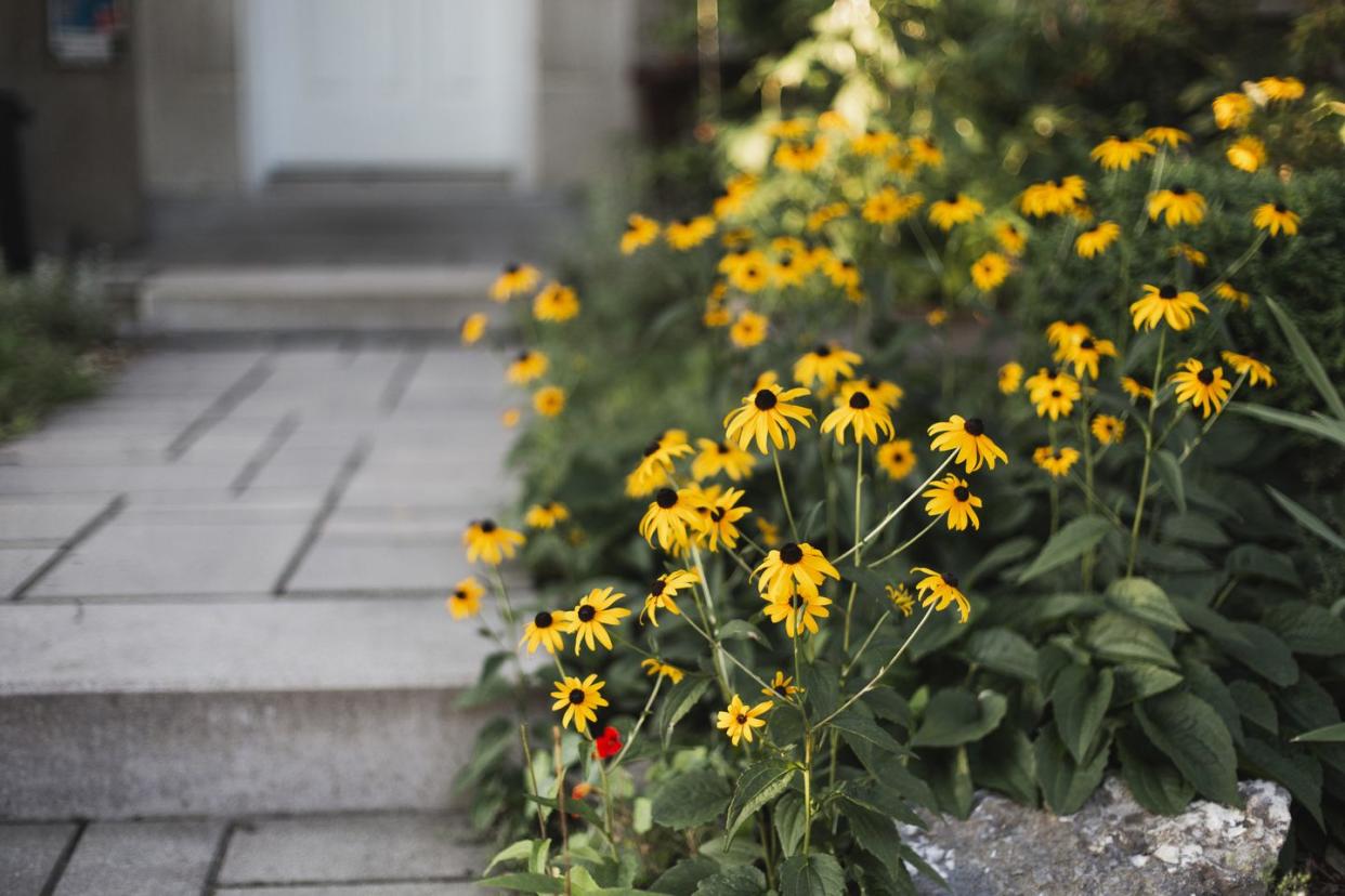 black eyed susan in front of a house