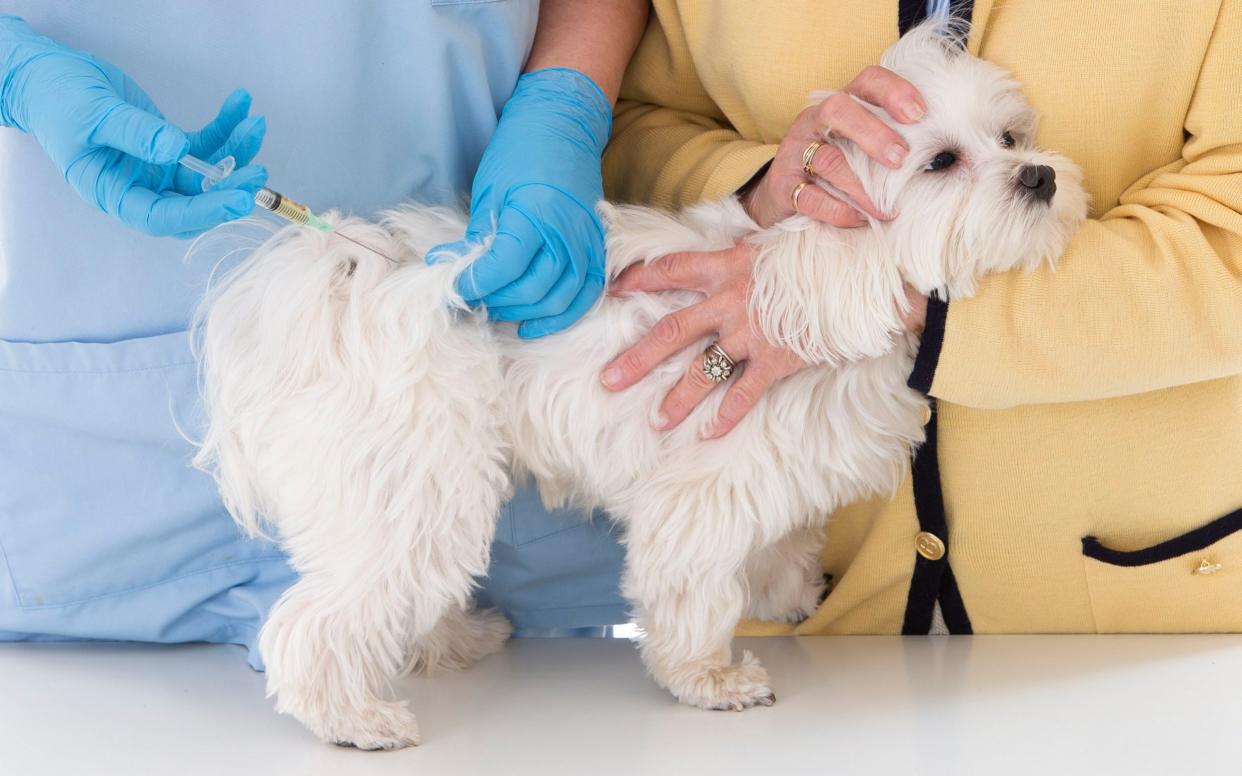 Pet owners are urged to get their animals vaccinated to stop the spread of life-threatening diseases - Universal Images Group Editorial