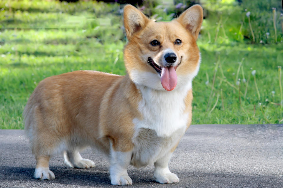 Welsh Corgi