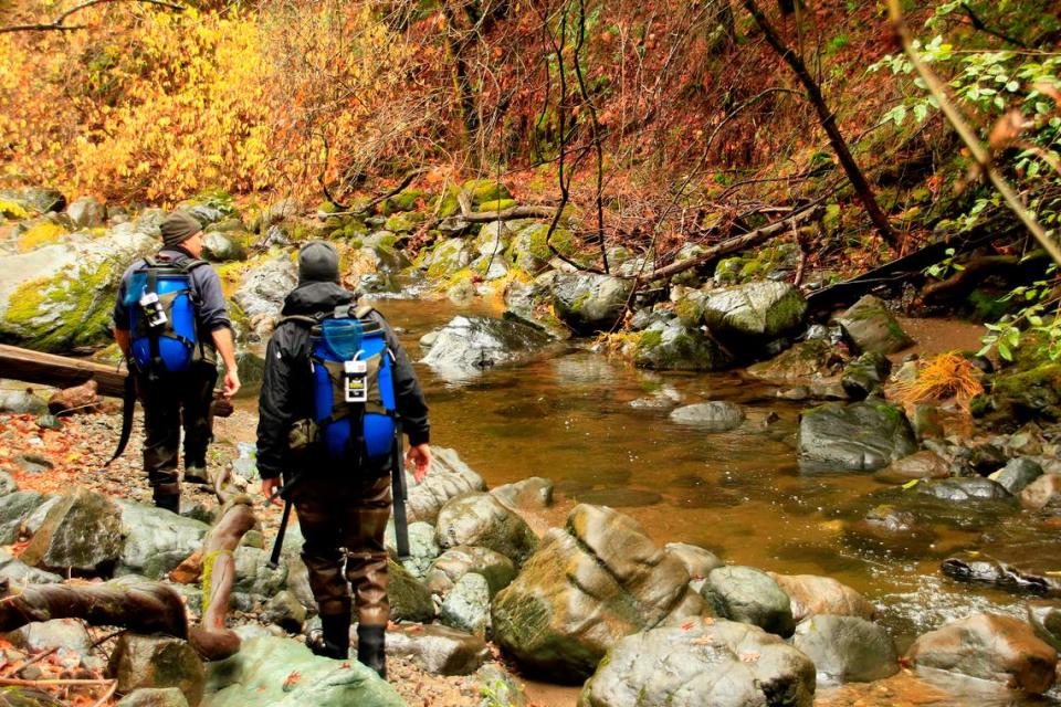 Experts monitor a salmon restoration project on Porter Creek in Sonoma County, aided by water from the MacMurray Ranch vineyard. It is one of many practices cited in an April 2023 sustainability report from E. & J. Gallo Winery of Modesto.