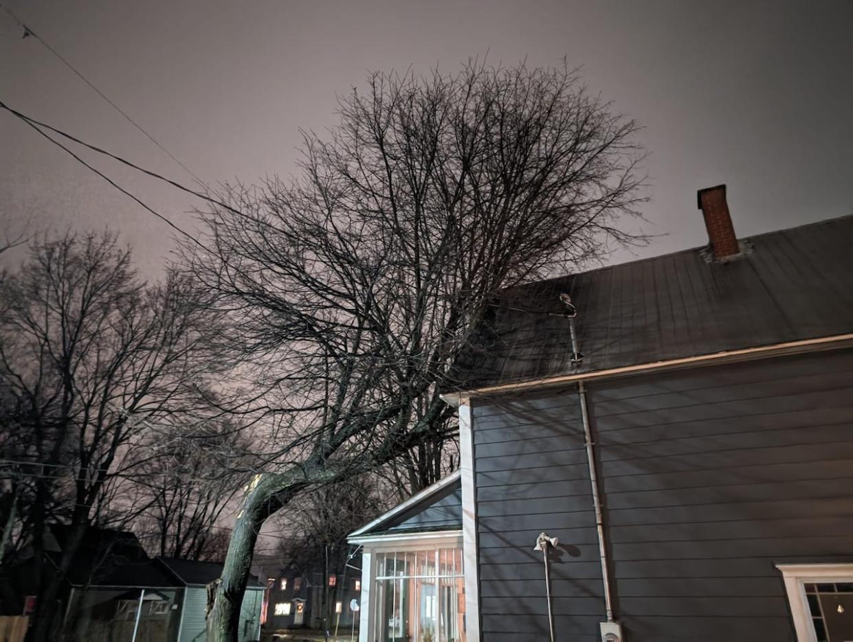 A tree pictured on a Fredericton house Tuesday morning. Fierce winds took to the province Monday and overnight Tuesday, leaving over 100,000 customers without power. (Jeanne Armstrong/CBC - image credit)