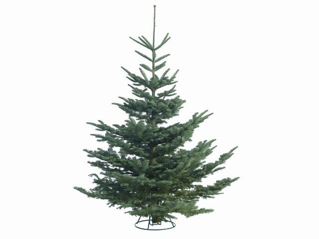<p>This noble fir is perfect if you’re looking for a real tree</p>Waitrose