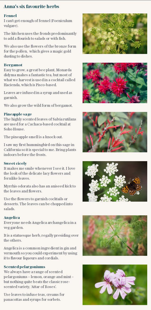 Anna's six favourite herbs