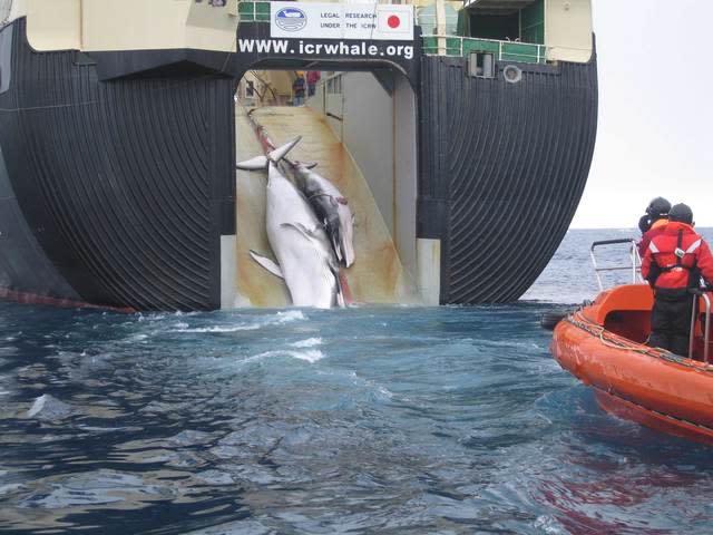 日本退出IWC的聲明生效，即日起將在沿海地區重啟商業捕鯨。 (photo by Wikimedia)
