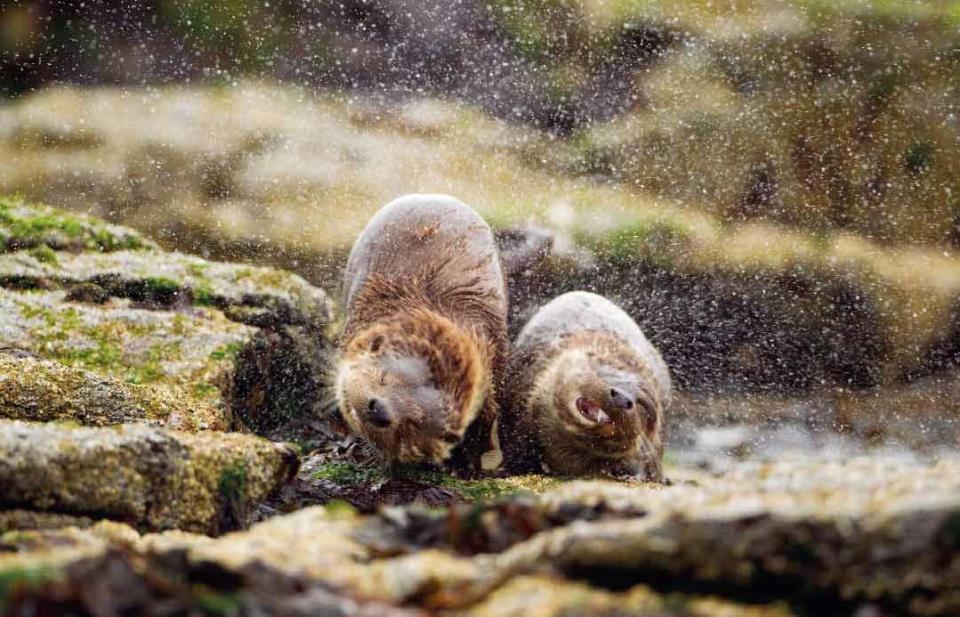 otters