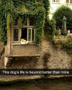 <p>Sin duda, este perro sabe cómo disfrutar de una plácida siesta al aire libre. ¿No crees? Foto: imgur.com/sBYBEnC </p>