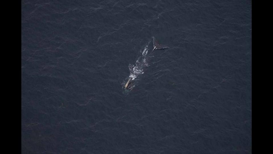 Mohawk, a 49-year-old right whale, was seen feeding among a group of sharks.