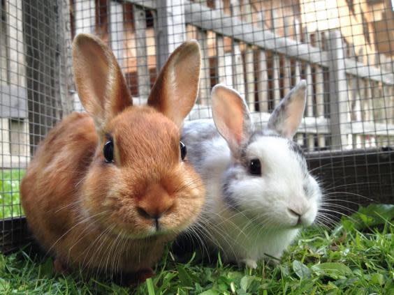 City farms are often home to rabbits (Getty/iStock)