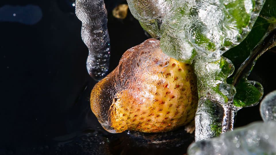 A green strawberry is protected from the freeze after being caked in ice overnight at the University of Florida/IFAS Plant Science Research and Education Unit on January 24, 2022. - Doug Engle/Ocala Star Banner/USA Today Network