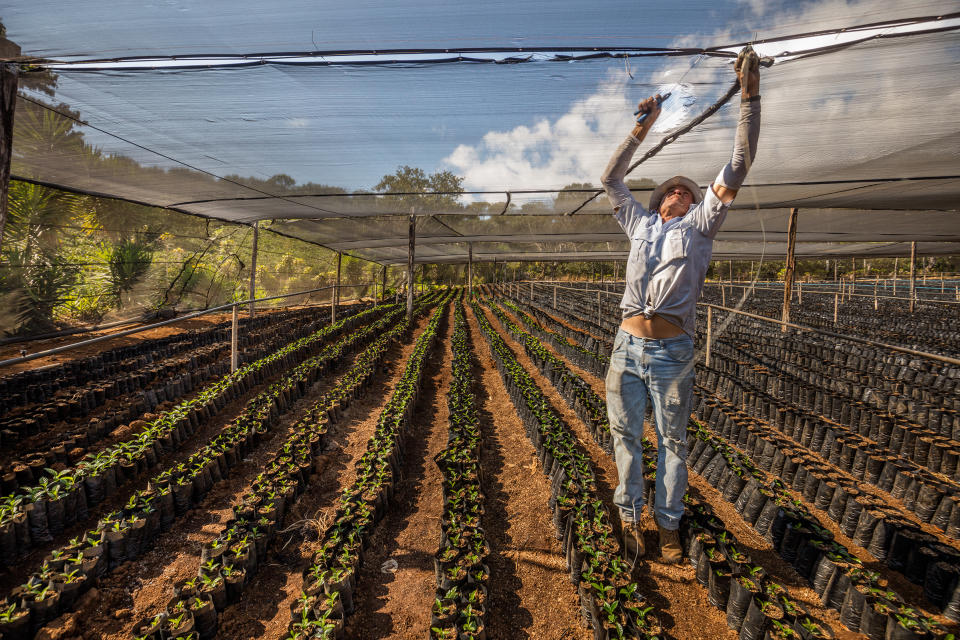 A worker fixes netting at a nursery that grows disease-resistant varieties of coffee in Bajo Corrales, Costa Rica