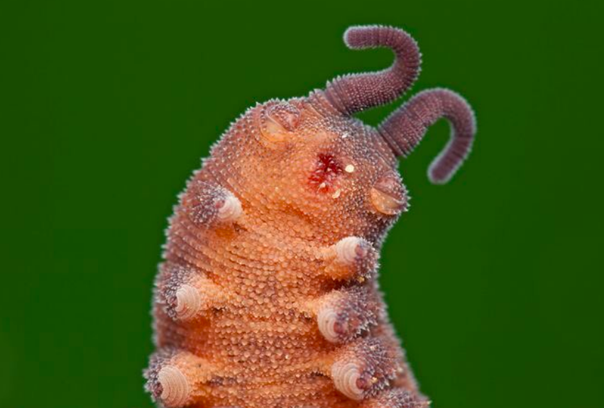 The Vietnamese velvet worm, eoperipatus totoro. (Melvyn Yeo)