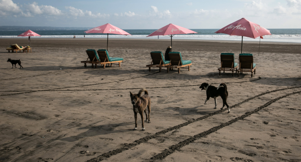 Stray dogs near chairs and umbrellas on Bali beach