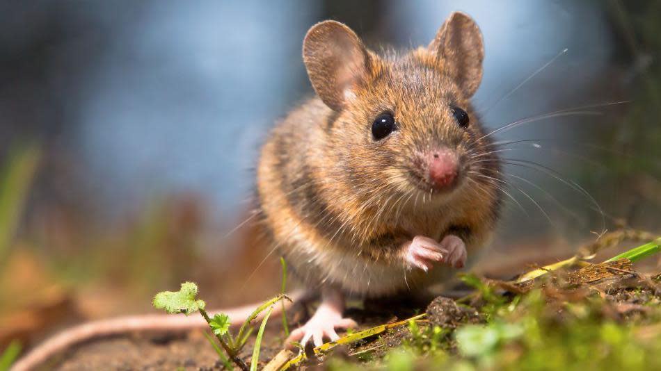St Kilda mouse