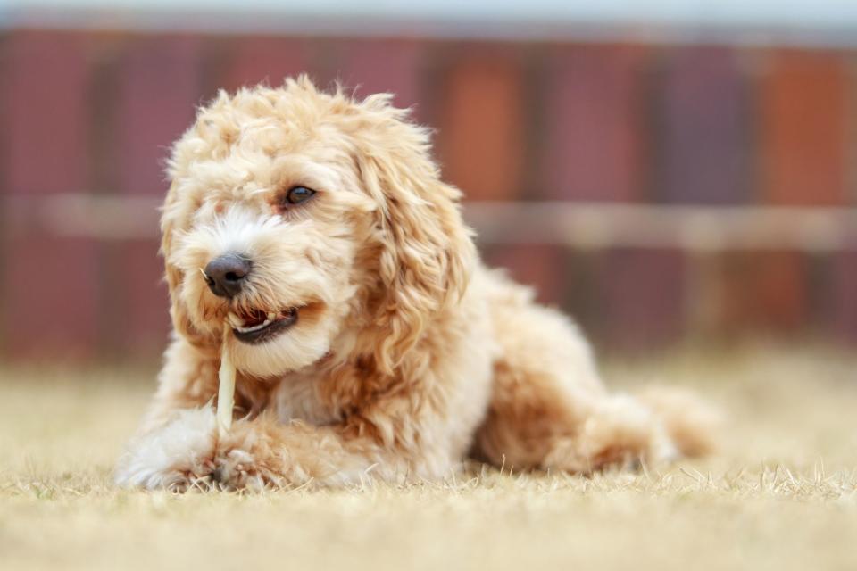 Find Something Cuter Than These Teacup Dogs — We Dare You