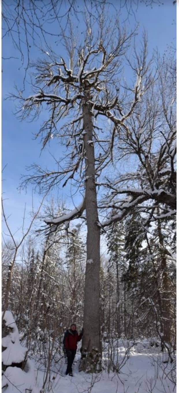 This black ash tree near Portage Lakes is thought to be about 150 years old.