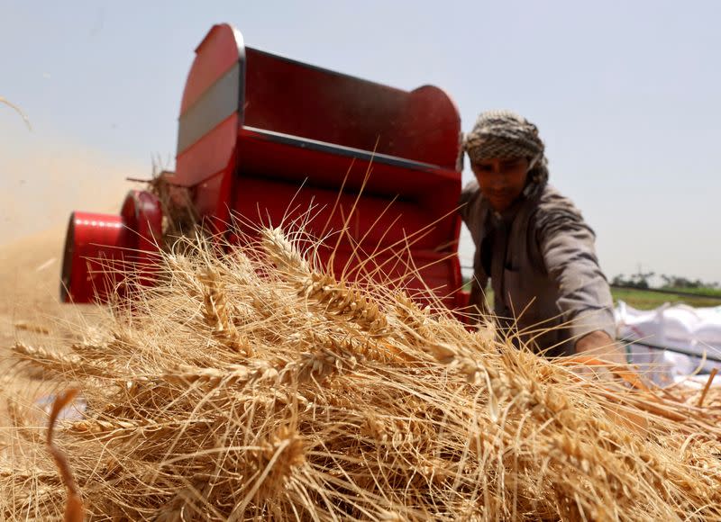 FILE PHOTO: A farmer carries a bundle of wheat after harvesting it