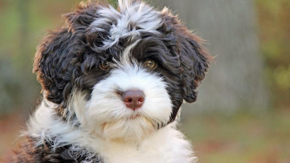 A cute brown and white Portuguese Water Dog puppy looking at the camera