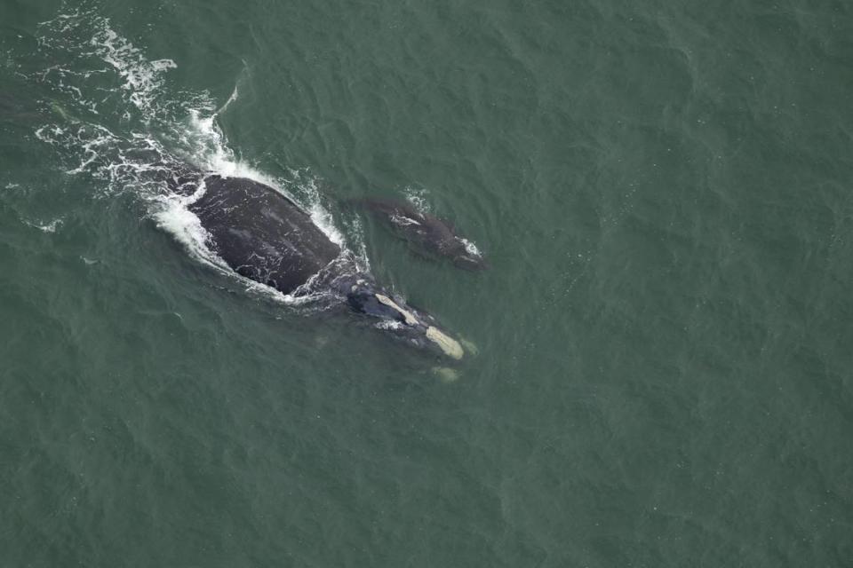 The first North Atlantic right whale mom and calf pair that researchers with Clearwater Marine Aquarium Research Institute sighted in the 2023-2024 season off the coast of South Carolina.