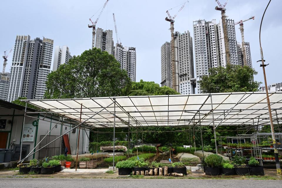 El Gobierno de Singapur ha anunciado que instalará más huertos urbanos en nueve aparcamientos de la ciudad y destinará 22 millones de dólares (unos 19 millones de euros) para impulsar la producción local. (Foto: Roslan Rahman / AFP / Getty Images).