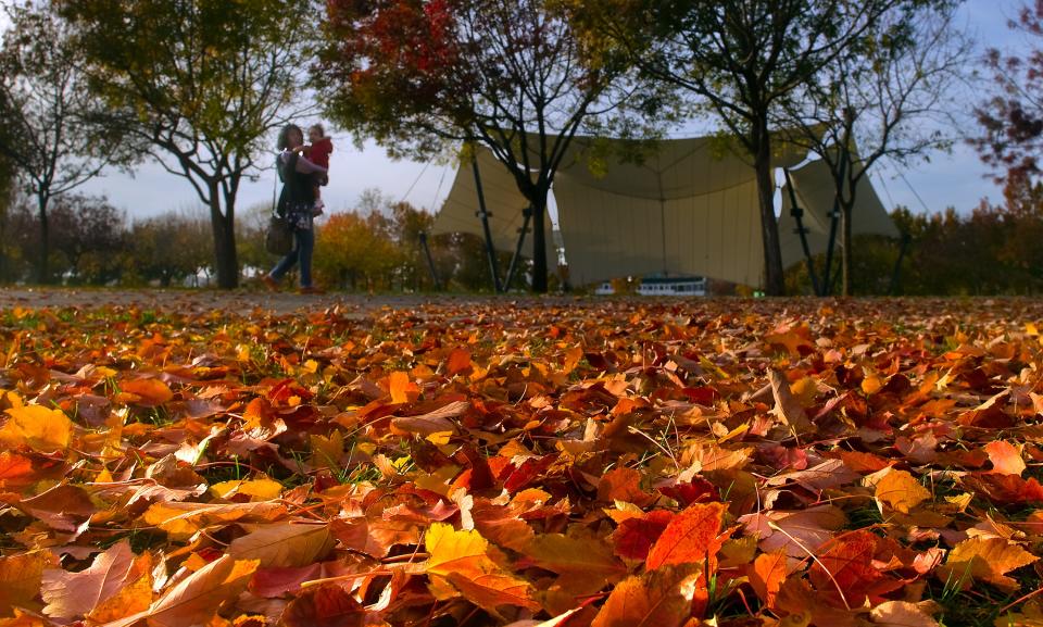 Fall leaves carpet the ground at the Weber Point Events Center in downtown Stockton on Dec. 7, 2015.