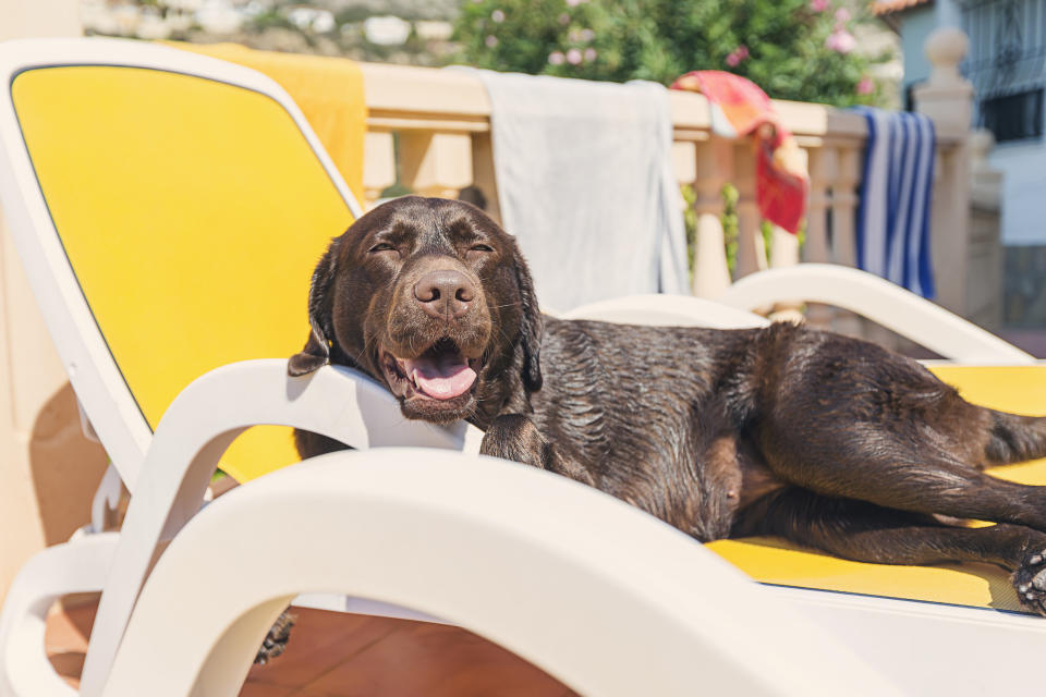 Die Hitze macht auch Hunden im Sommer zu schaffen - doch woran erkennt man, dass es zu viel wird? Alles zur Überhitzung beim Hund (Symbolbild: Getty Images)