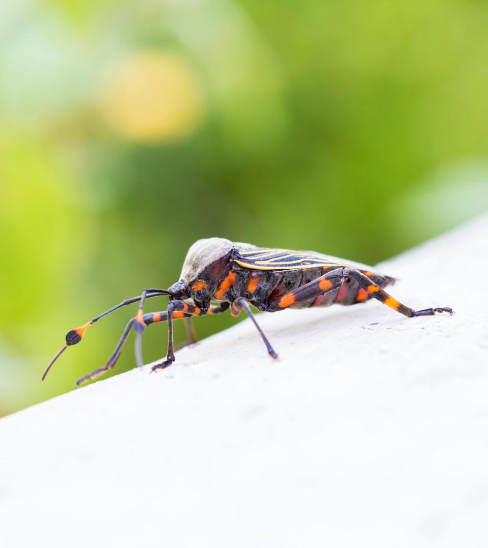 Kissing Bugs