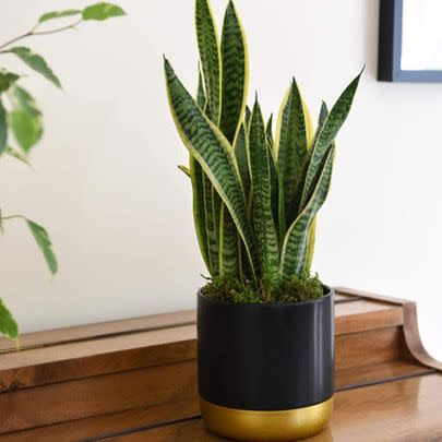 Add a purifying plant that doesn't need sunlight