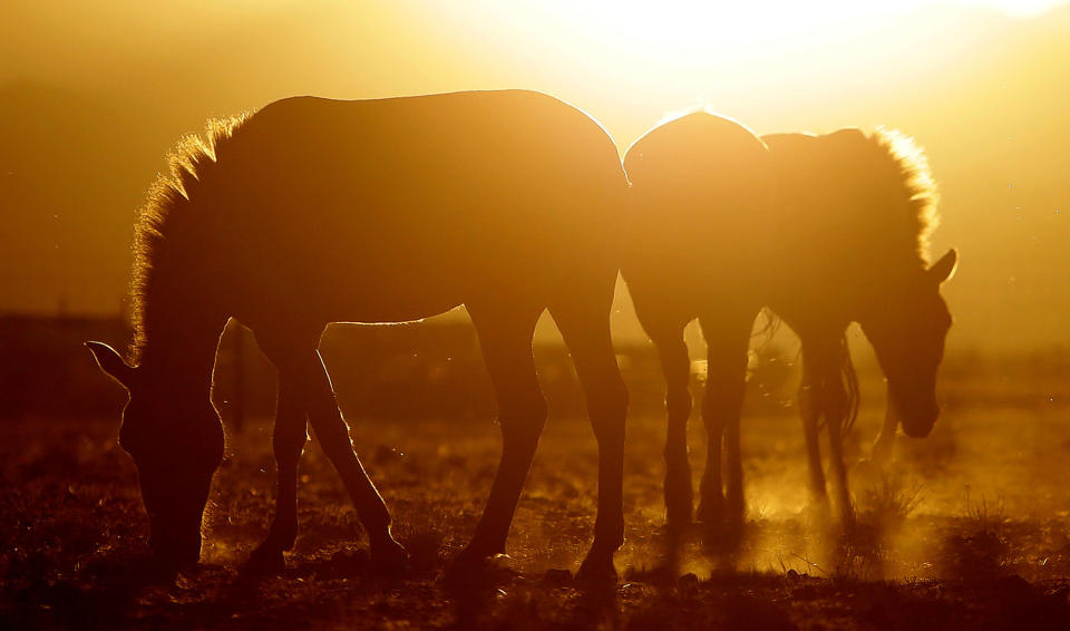 <p>Przewalski’s horses graze at the acclimatization enclosure at the Takhin Tal National Park, part of the Great Gobi B Strictly Protected Area, in south-west Mongolia, June 23, 2017. (Photo: David W. Cerny/Reuters) </p>