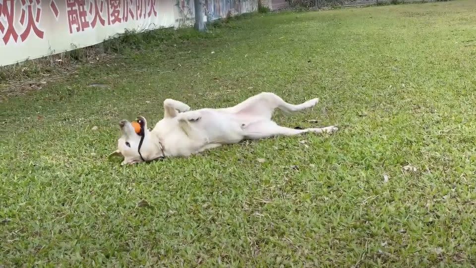 Roger plays with his toy on the lawn. - Kaohsiung Fire Department