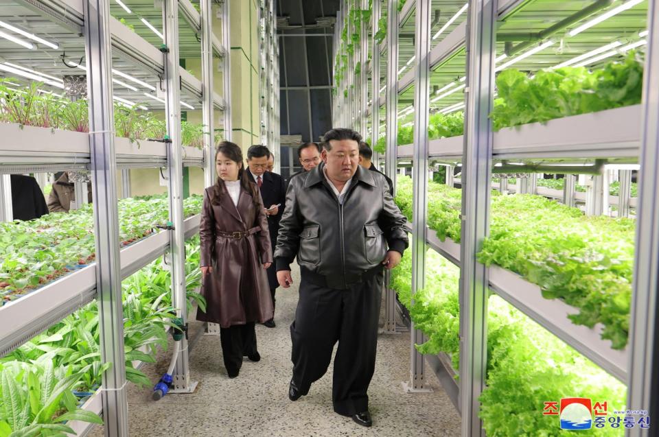北韓領導人金正恩帶著女兒金朱愛參觀平壤江東區溫室農場。路透社