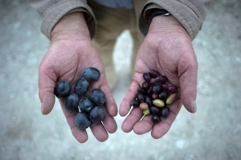 A farmer shows olives bearing the effects of drought (R) near Jaen in southern Spain (JORGE GUERRERO)