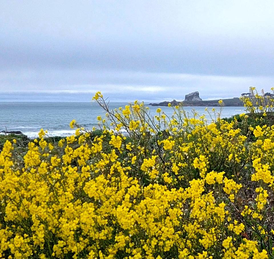 Beau James Spraungel took this picture of wildflowers near Piedra Blancas Light Station north of Hearst Castle in San Simeon on Saturday, April 8, 2023.