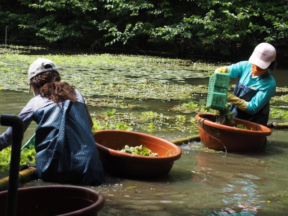 榮星志工隊進行生態池棲地維護，清除外來種