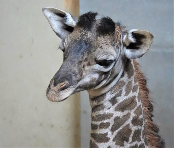 The Santa Barbara Zoo welcomed a new baby giraffe on Wednesday, Jan. 19, 2022. The baby, named Raymie, is one of five Masai giraffes at the zoo.