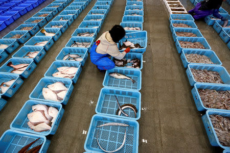 Workers sort fishes after a trial fishing operation at Matsukawaura fishing port in Soma, Fukushima prefecture, Japan February 20, 2019. Picture taken February 20, 2019. REUTERS/Issei Kato