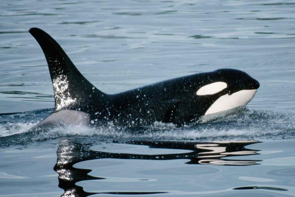 <p>Getty</p> Stock image of orca whale 