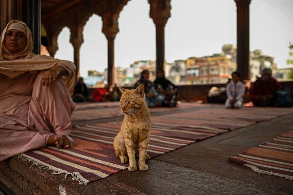 A cat at a mosque