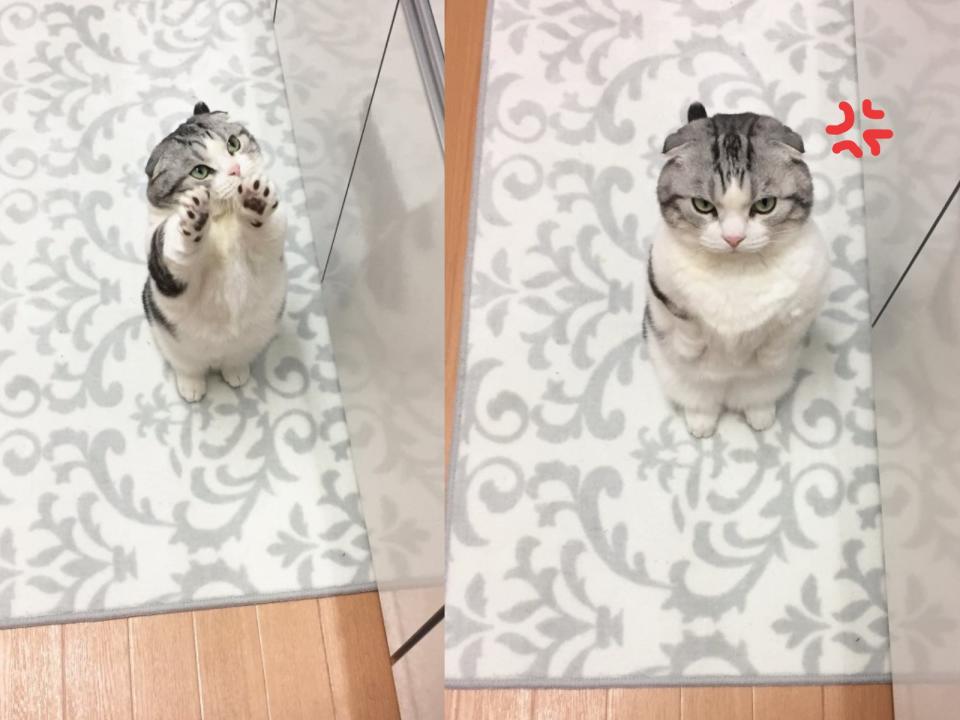 <p>日本一隻摺耳貓常常會站起來討飯（圖／twitter@map_u_chin）</p>
