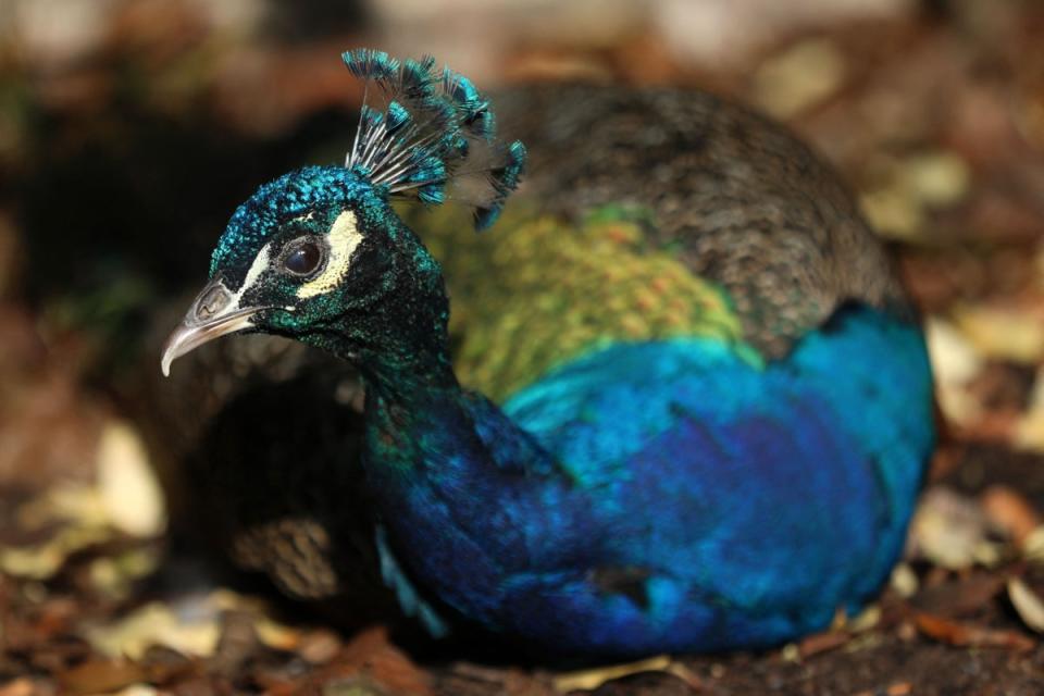 4 November 2022: A peacock is seen in the early winter sunshine in the Dutch Gardens in Holland Park (AFP via Getty Images)