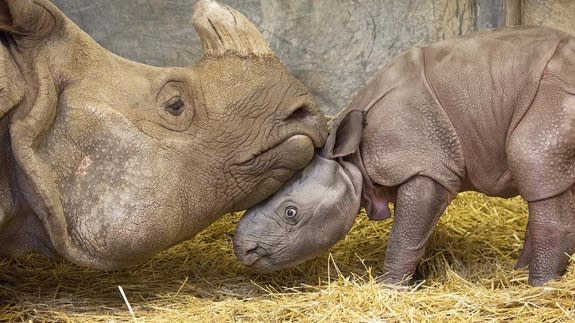 Rhino-baby