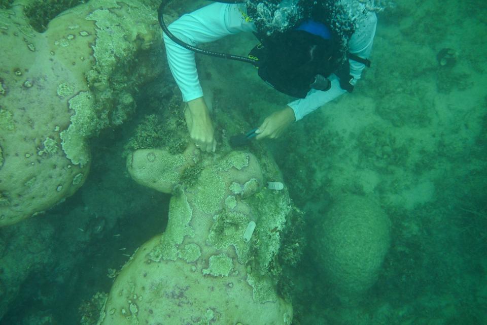 A researcher puts a fragment of coral on a reef rock to help restore coral reefs