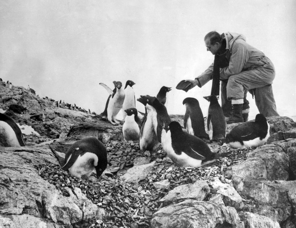FILE - In this Feb. 8, 1957 file photo, Prince Phillip, the Duke of Edinburgh feeds a colony of penguins during a visit to the Antarctic. Buckingham Palace officials say Prince Philip, the husband of Queen Elizabeth II, has died, it was announced on Friday, April 9, 2021. He was 99. Philip spent a month in hospital earlier this year before being released on March 16 to return to Windsor Castle. Philip, also known as the Duke of Edinburgh, married Elizabeth in 1947 and was the longest-serving consort in British history. (AP Photo/File)