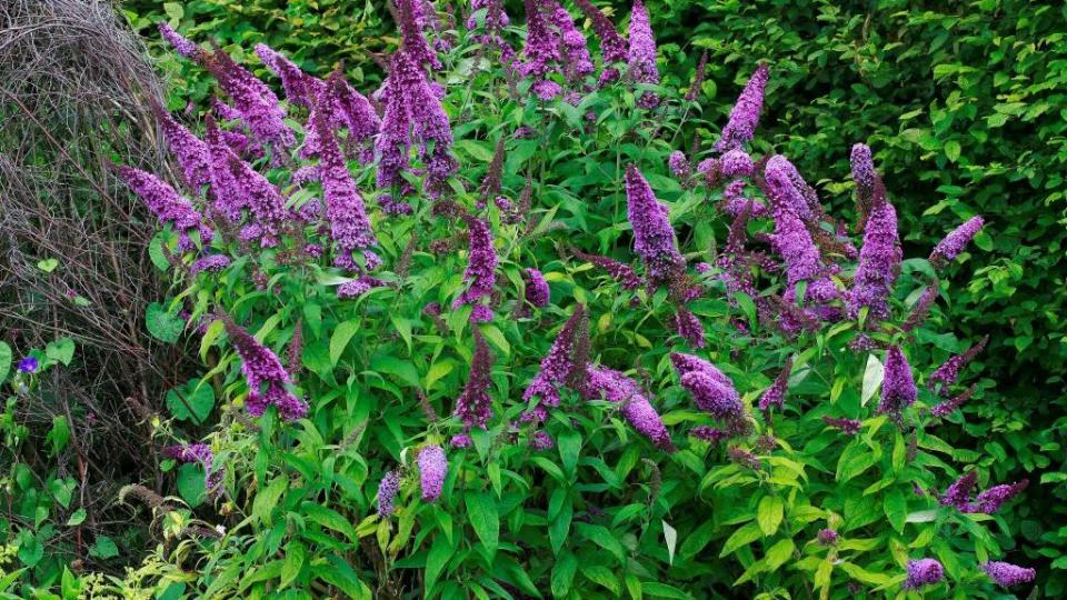 buddleja davidi