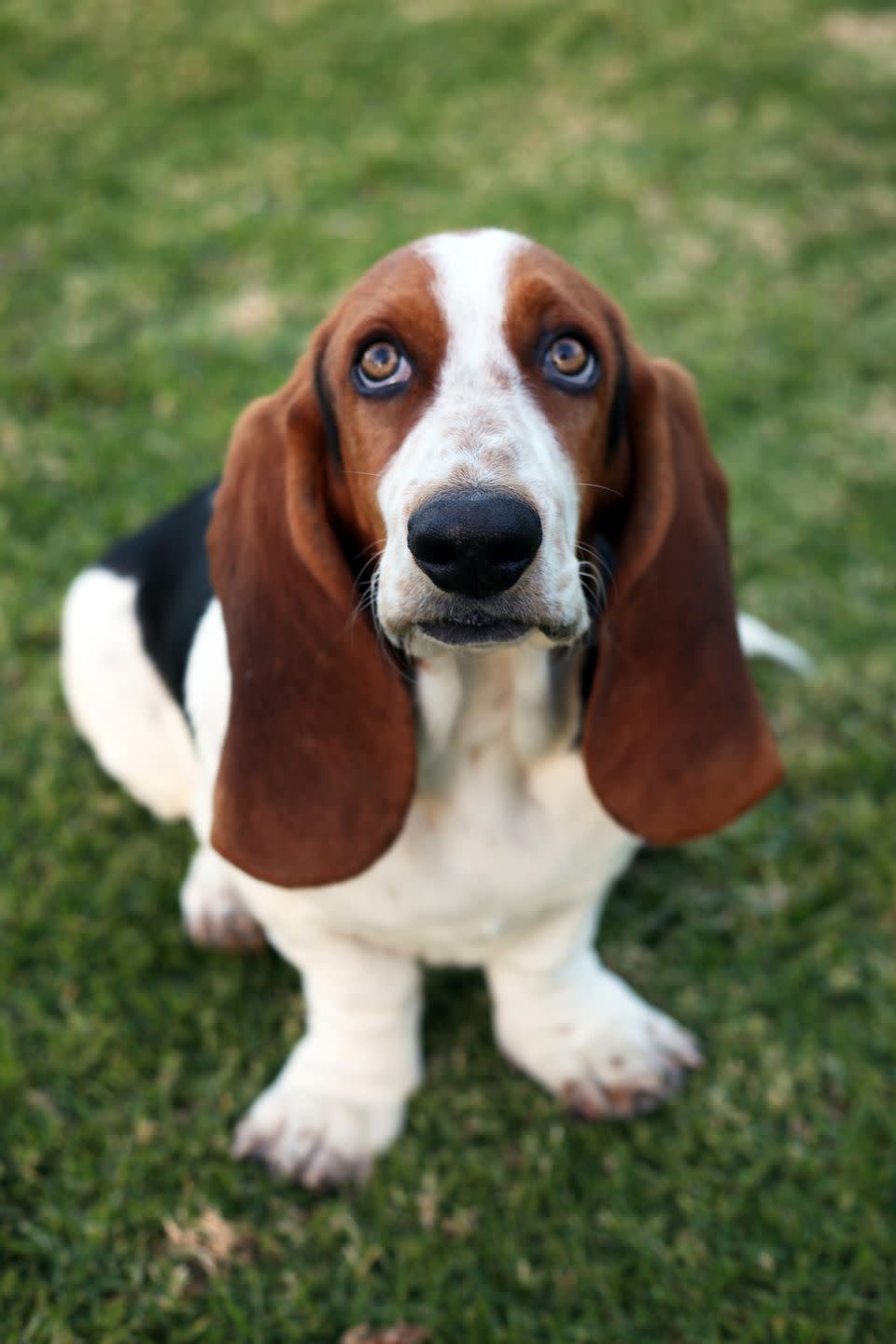 <p>If those big eyes don't win you over, then those big, floppy ears definitely will. Basset Hounds are loyal, low-key dogs that are known for their <a rel="nofollow noopener" href="https://www.womansday.com/life/pet-care/g2452/dogs-hiding-photos/" target="_blank" data-ylk="slk:keen sense of smell;elm:context_link;itc:0;sec:content-canvas" class="link ">keen sense of smell</a>. They may not be so quick out in the yard, but they definitely have the endurance to keep up with the little ones in your family.</p>